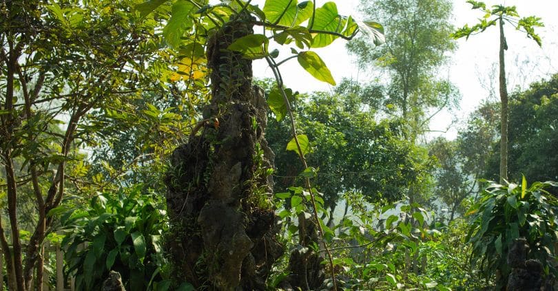 La fabrication du Thé Vert Tonique ĐẠI TỪ “CREVETTES” au Vietnam 2