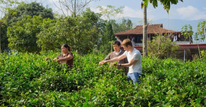 La fabrication du Thé Vert Tonique ĐẠI TỪ “CREVETTES” au Vietnam 3