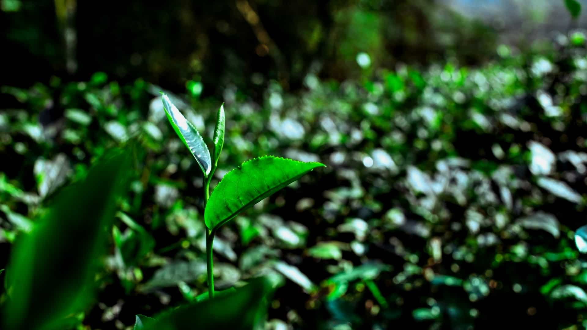 Le Thé Vert Vietnamien : un thé de plus en plus populaire !
