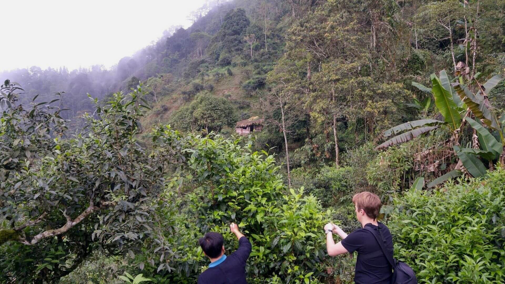 notre nouveau thé noir sauvage : Le CHIÊU LẦU THI ĐEN