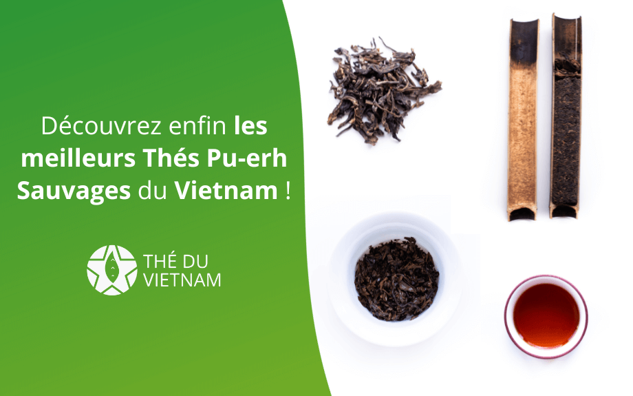 Découvrez Enfin Les Meilleurs Thés Pu-Erh Sauvages !