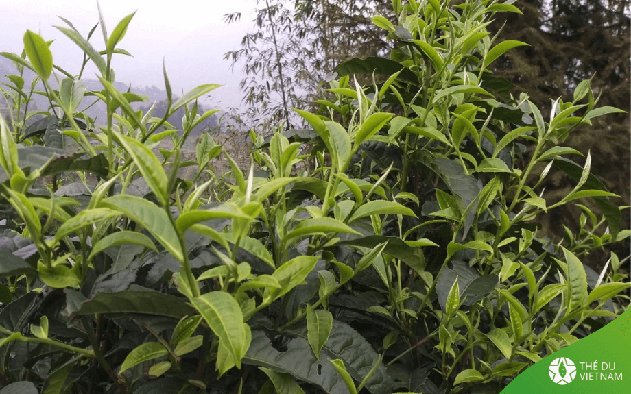 Quelques bourgeons sur un théier sauvage centenaire de la région de Hà Giang ! L'idéal pour l'élaboration des Thés Blancs Sauvages que nous aimons tant !