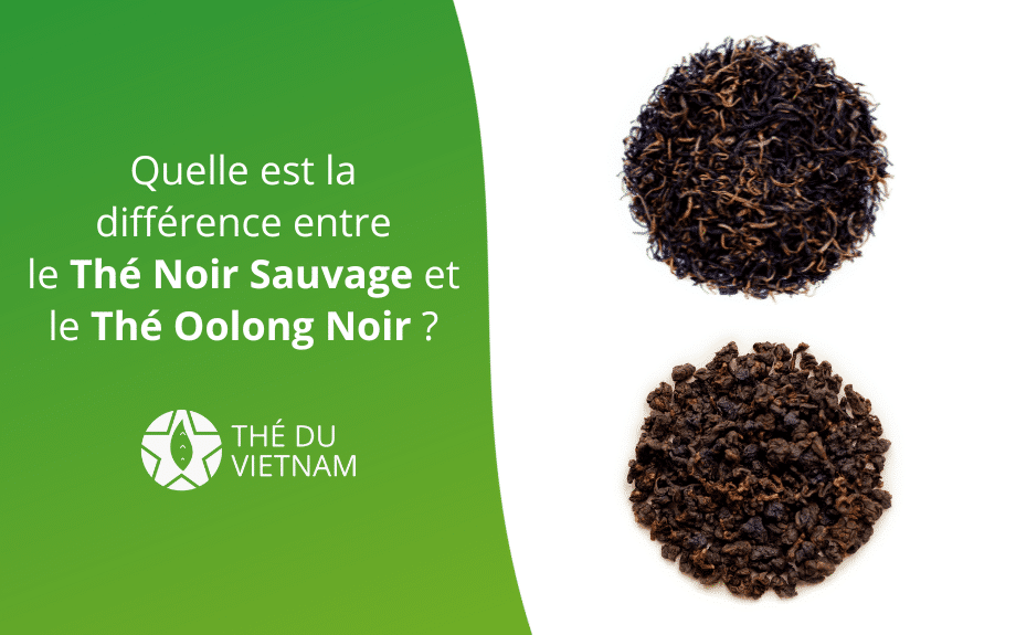 Quelle est la différence entre le Thé Noir Sauvage et le Thé Oolong Noir ?