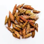 Thé Blanc MÓNG RỒNG